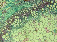 Make Kenji Yoshino Smartphone Microscope